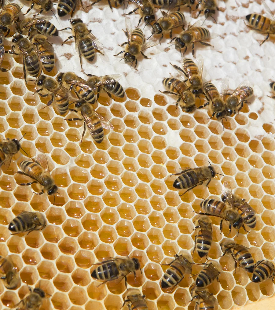 The astonishing hexagonal geometry of honeycomb makes bees all the more fascinating. A bee must consume eight ounces of honey for every one ounce of beeswax it creates—that’s a pretty good investment in home building and an impressively consistent mathematical feat. Over millenniums these insect architects developed a design that makes sense. The hexagonal shape of honeycomb uses the least amount of wax and offers the greatest amount of honey storage, in an efficiently compact space. Genius!