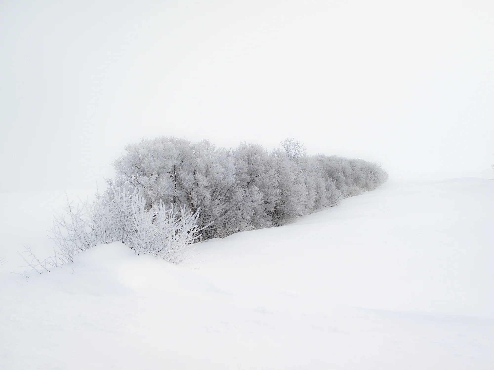 (of)IMG_4510.jpg