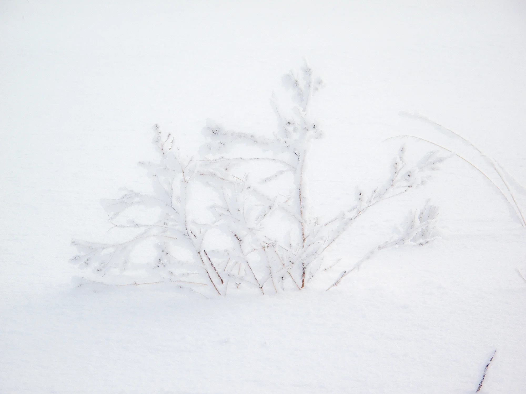 (of)IMG_4531.jpg