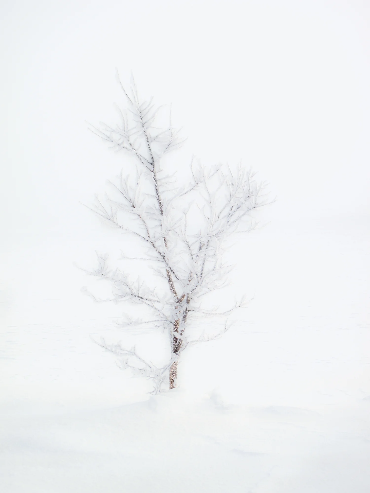(of)IMG_4493.jpg
