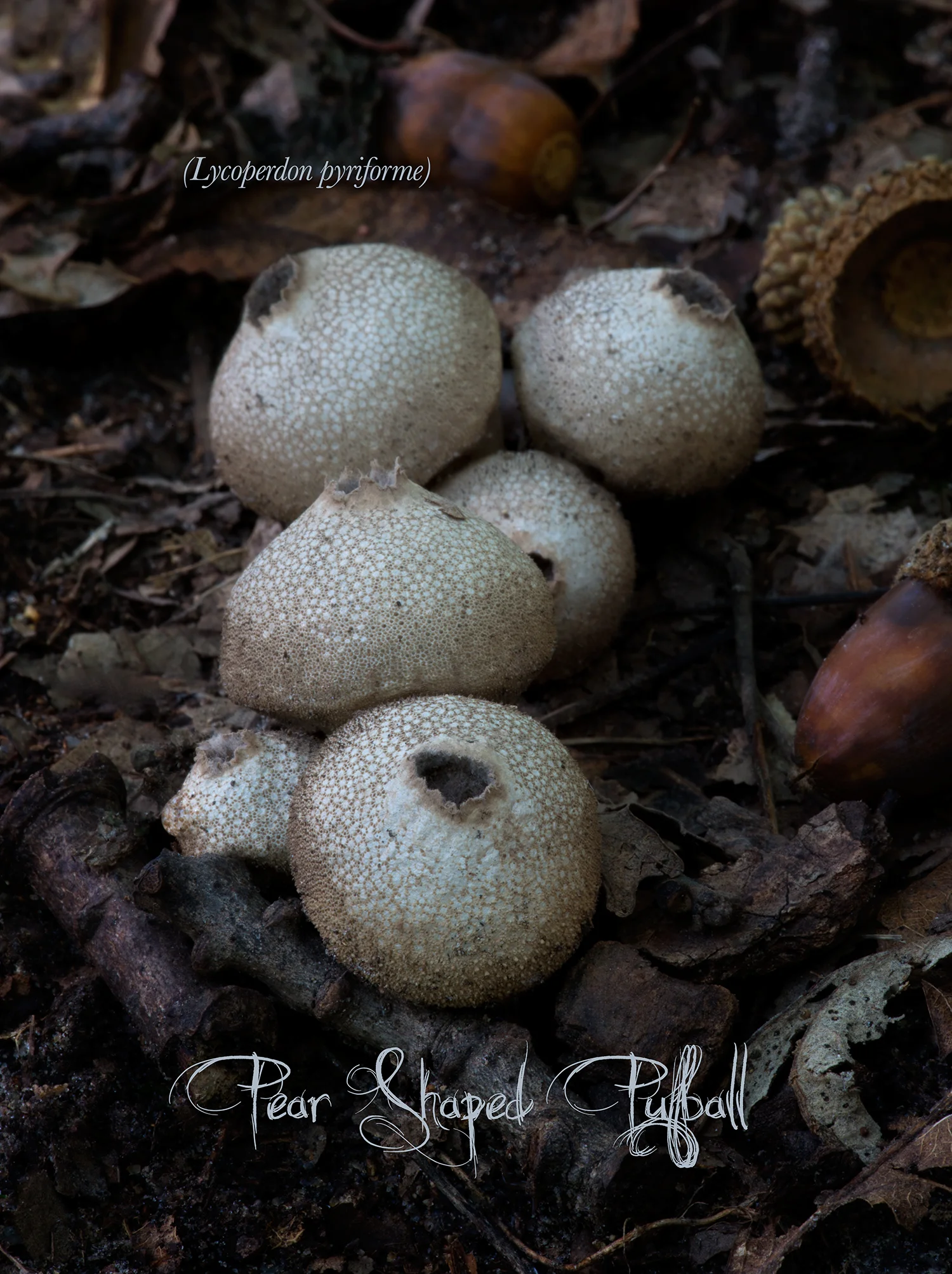 PearShapedPuffBall.jpg