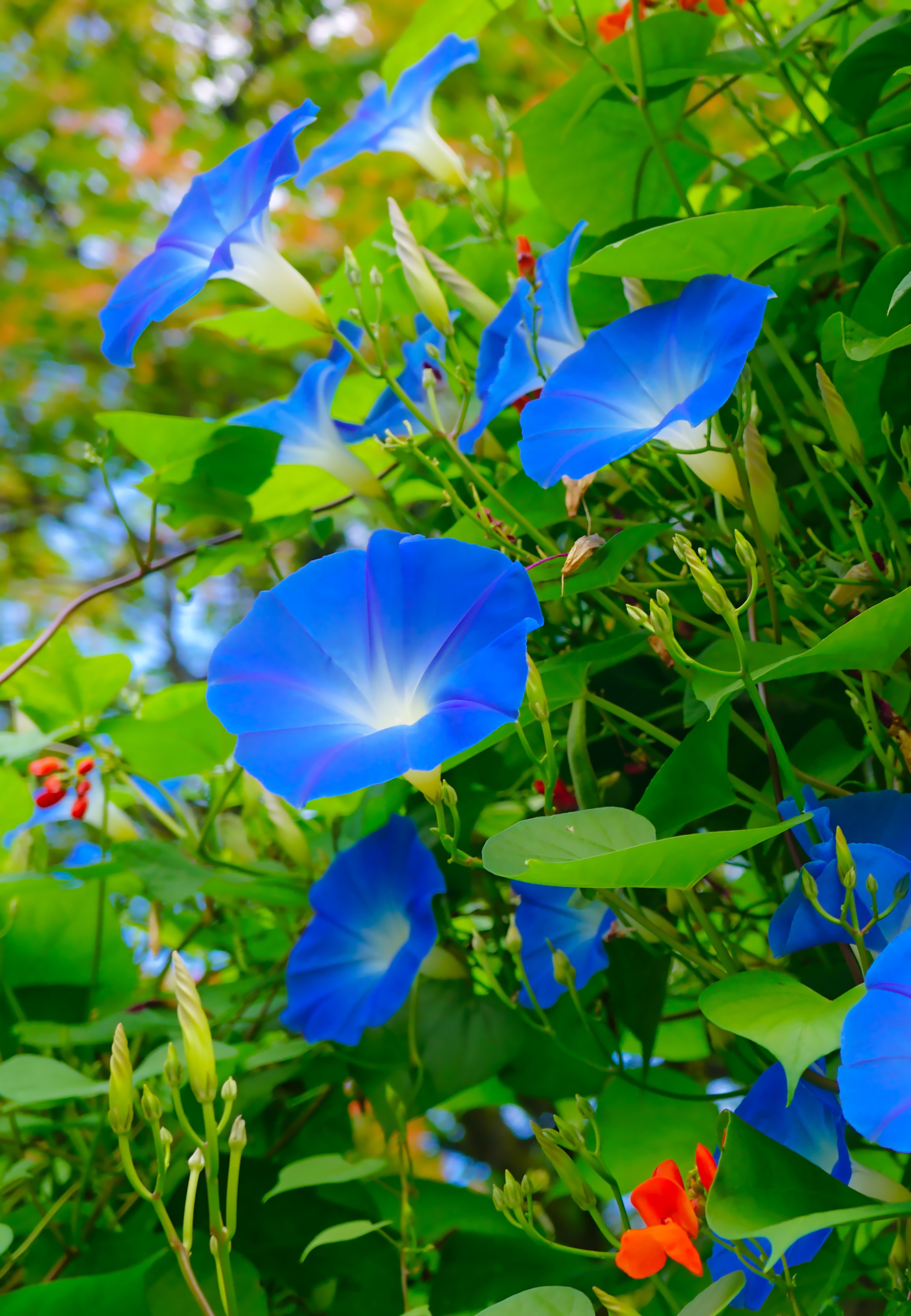 MorningGlories_HDR.jpeg