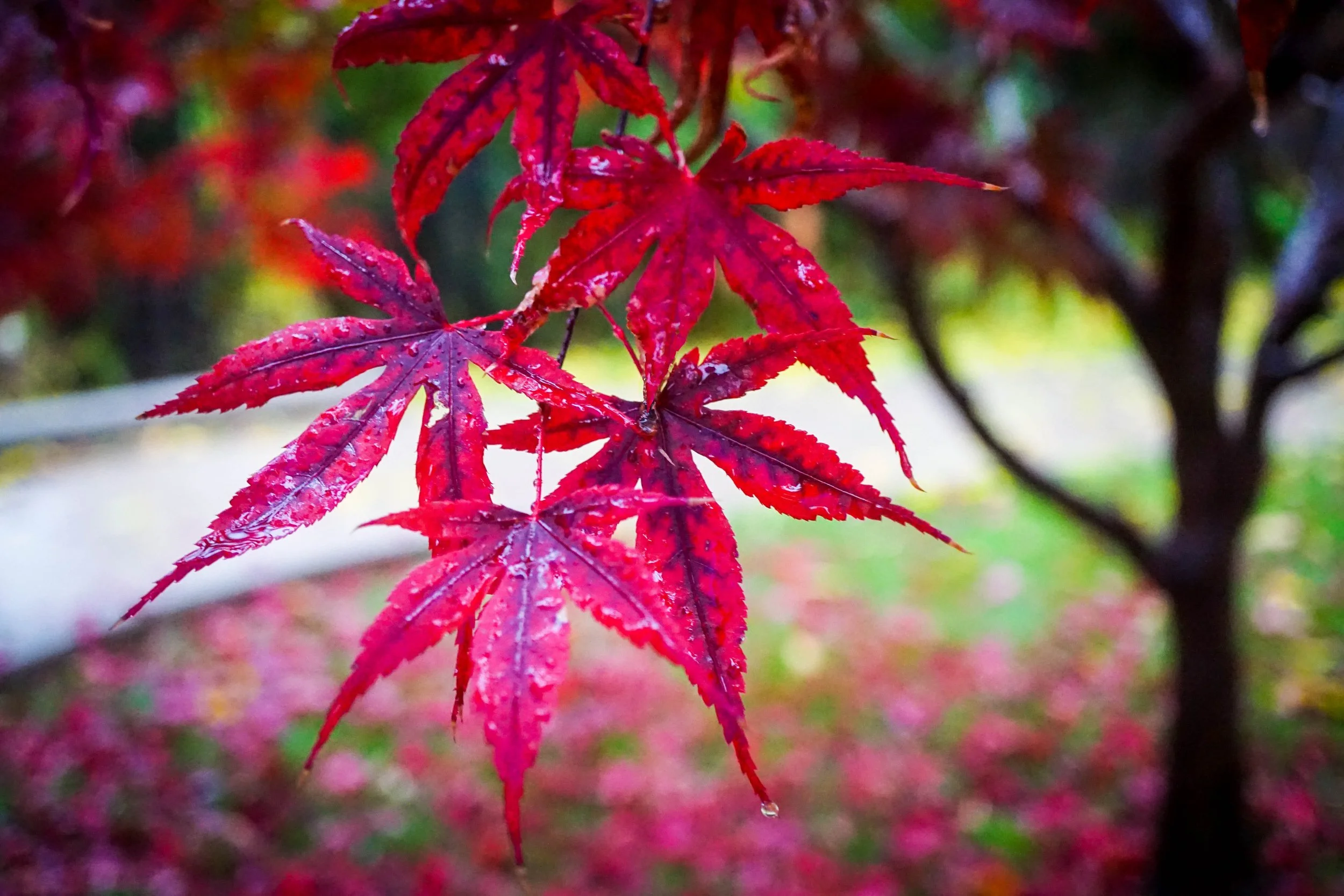 DSC06807 - Japanese Maple - LR.jpg
