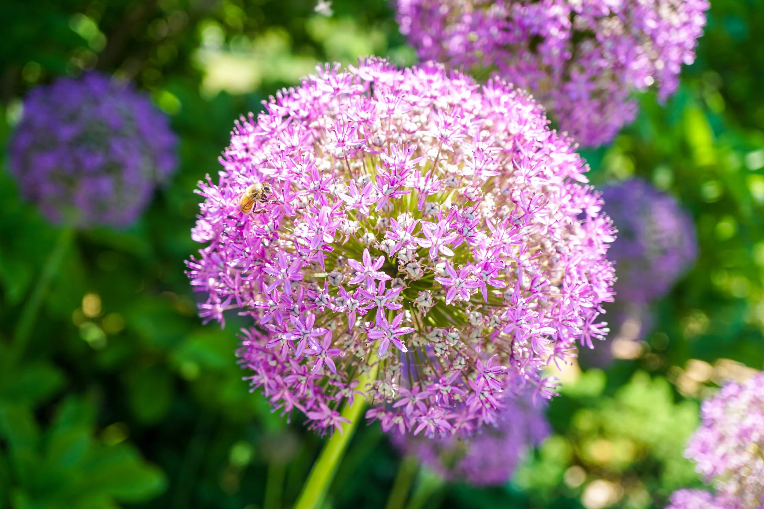 Purple Allium.jpg