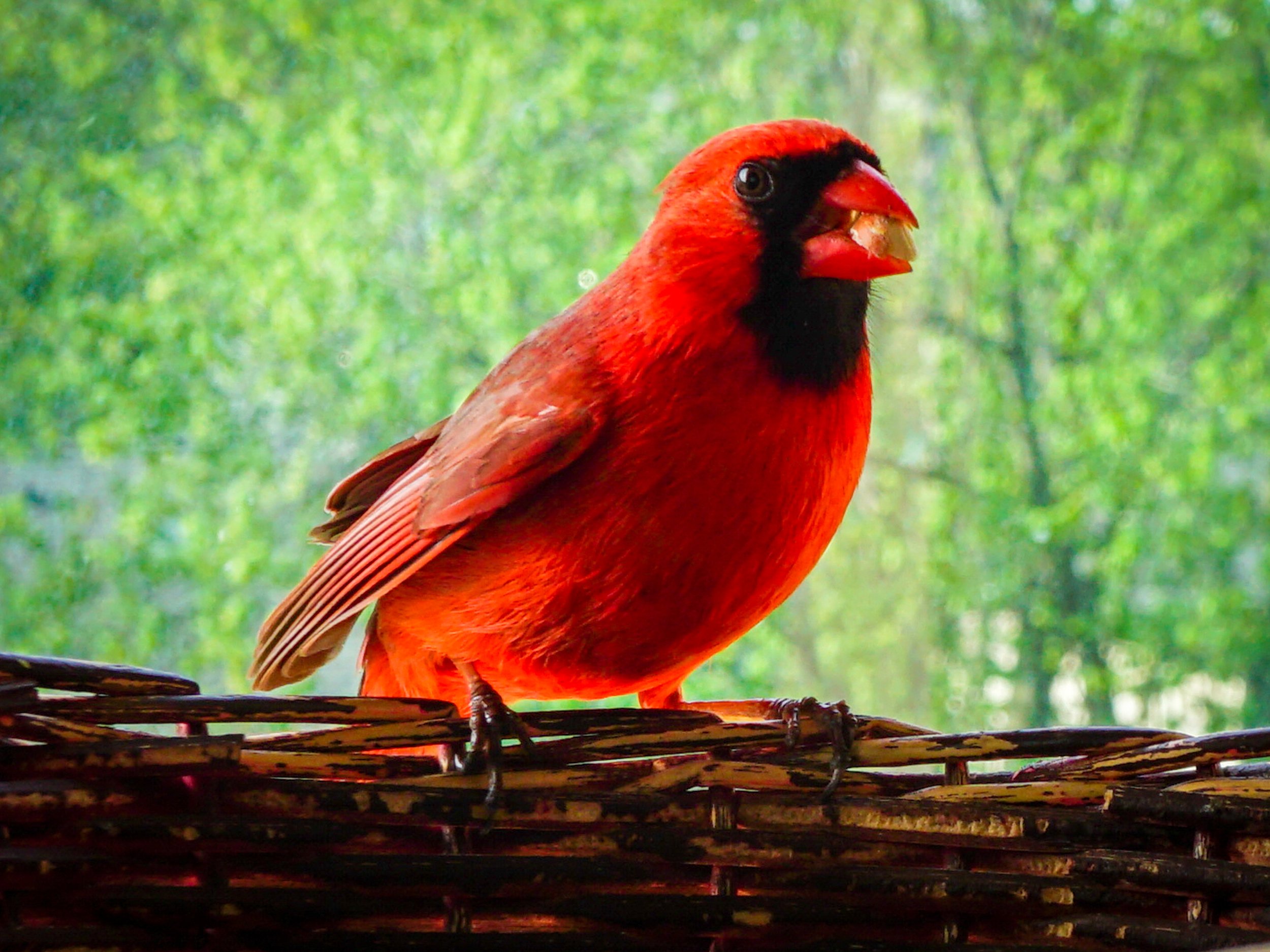 Cardinal.jpg