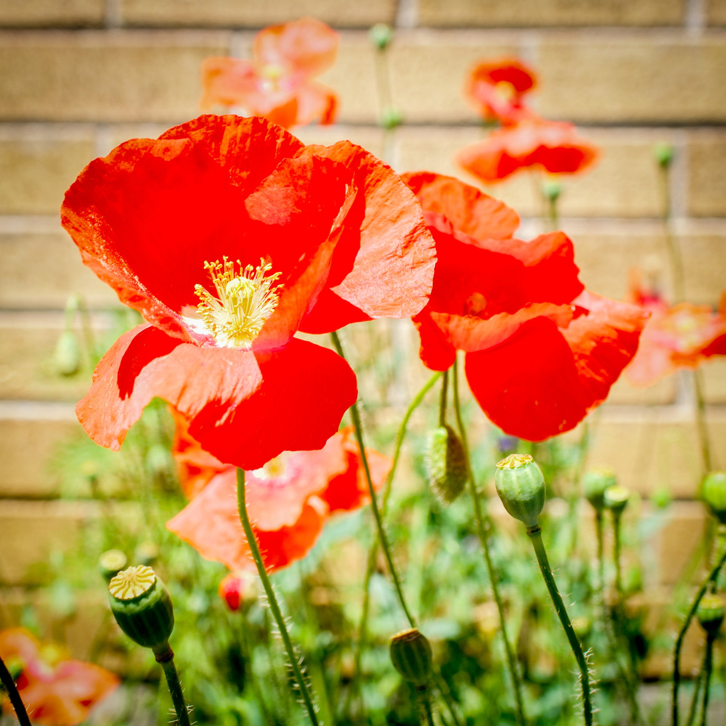 Poppies-1-Vignette-Crop.jpg