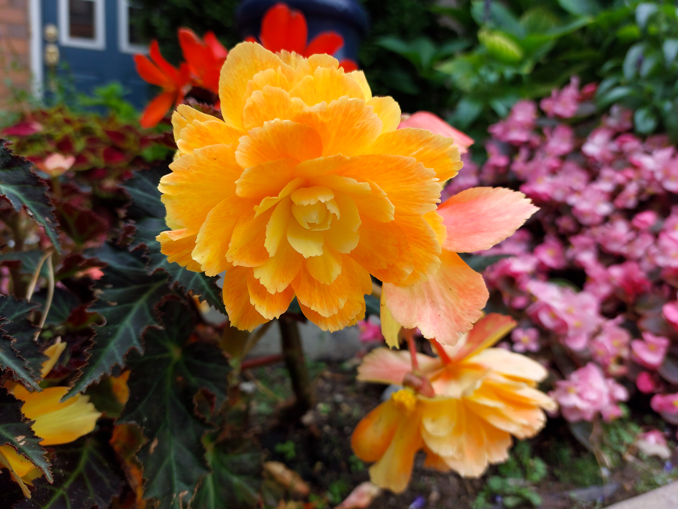 orange peony.png