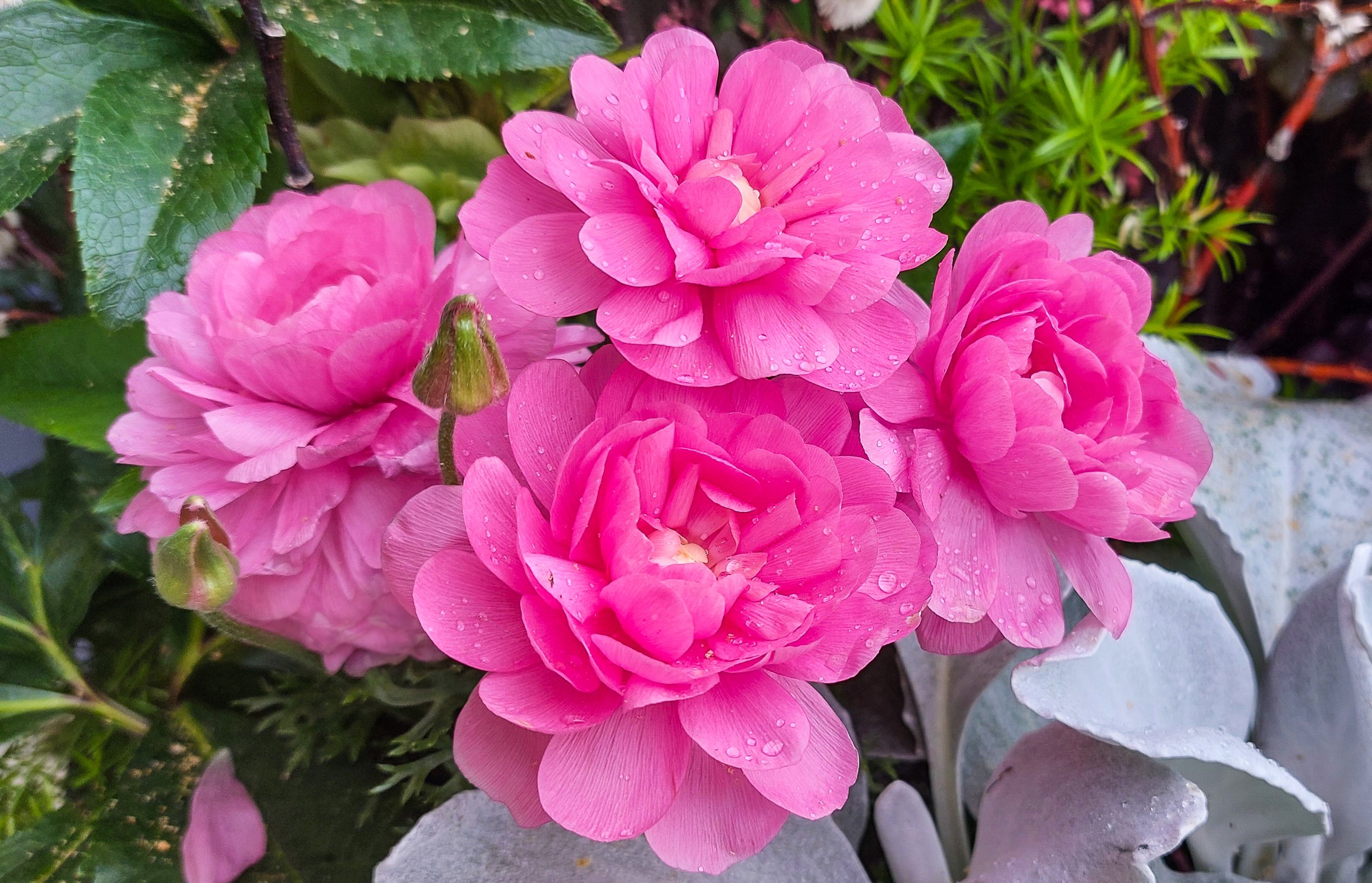 rununculus after rain.jpg