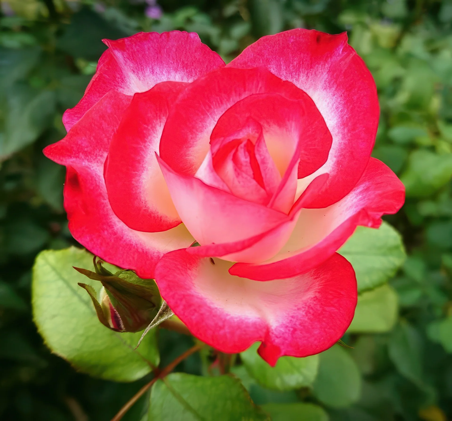 Rose - red & white.jpeg