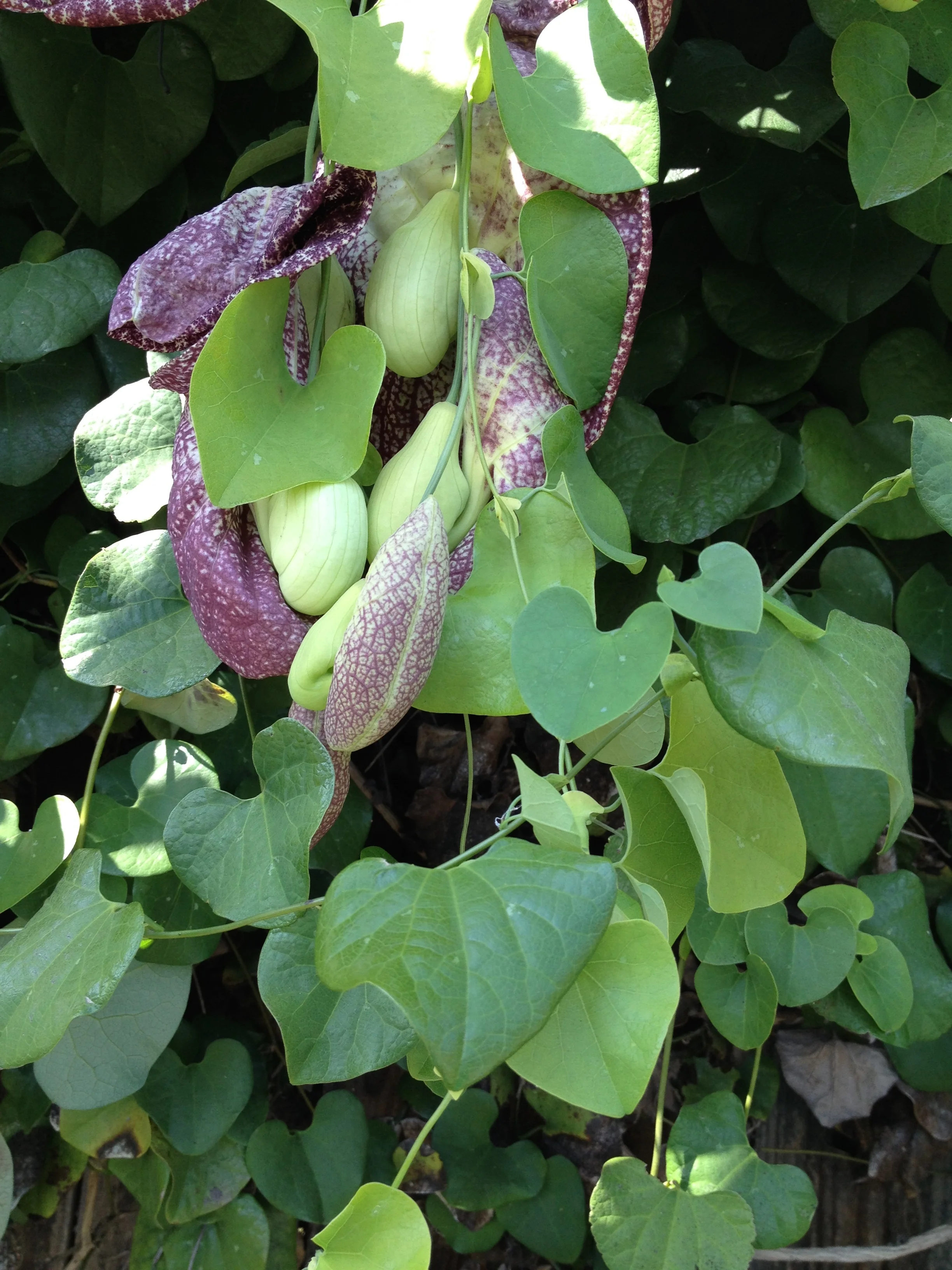 Dutchmans Pipe Summerland California
