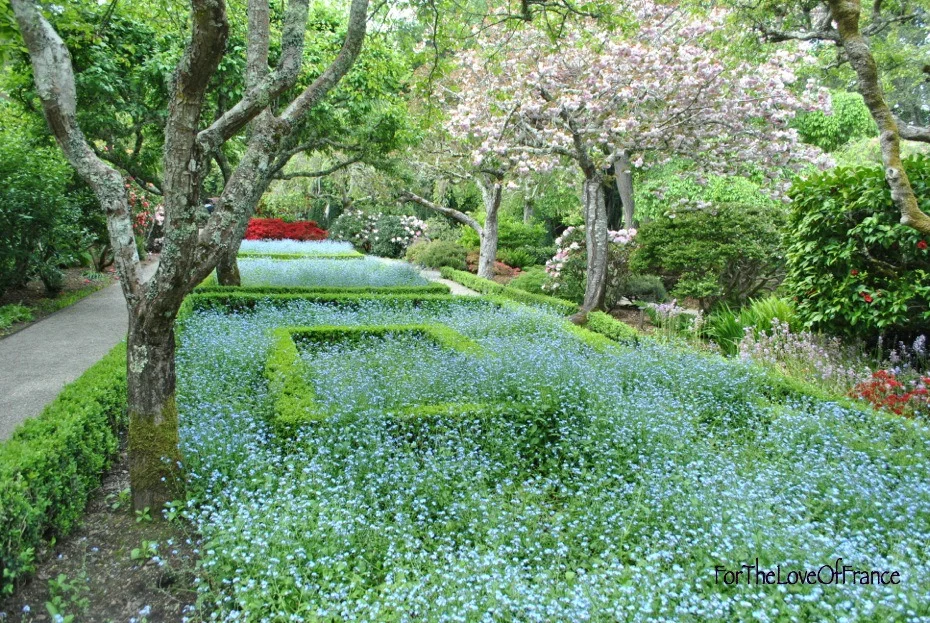 W_Filoli_long view_forget-me-nots.jpg