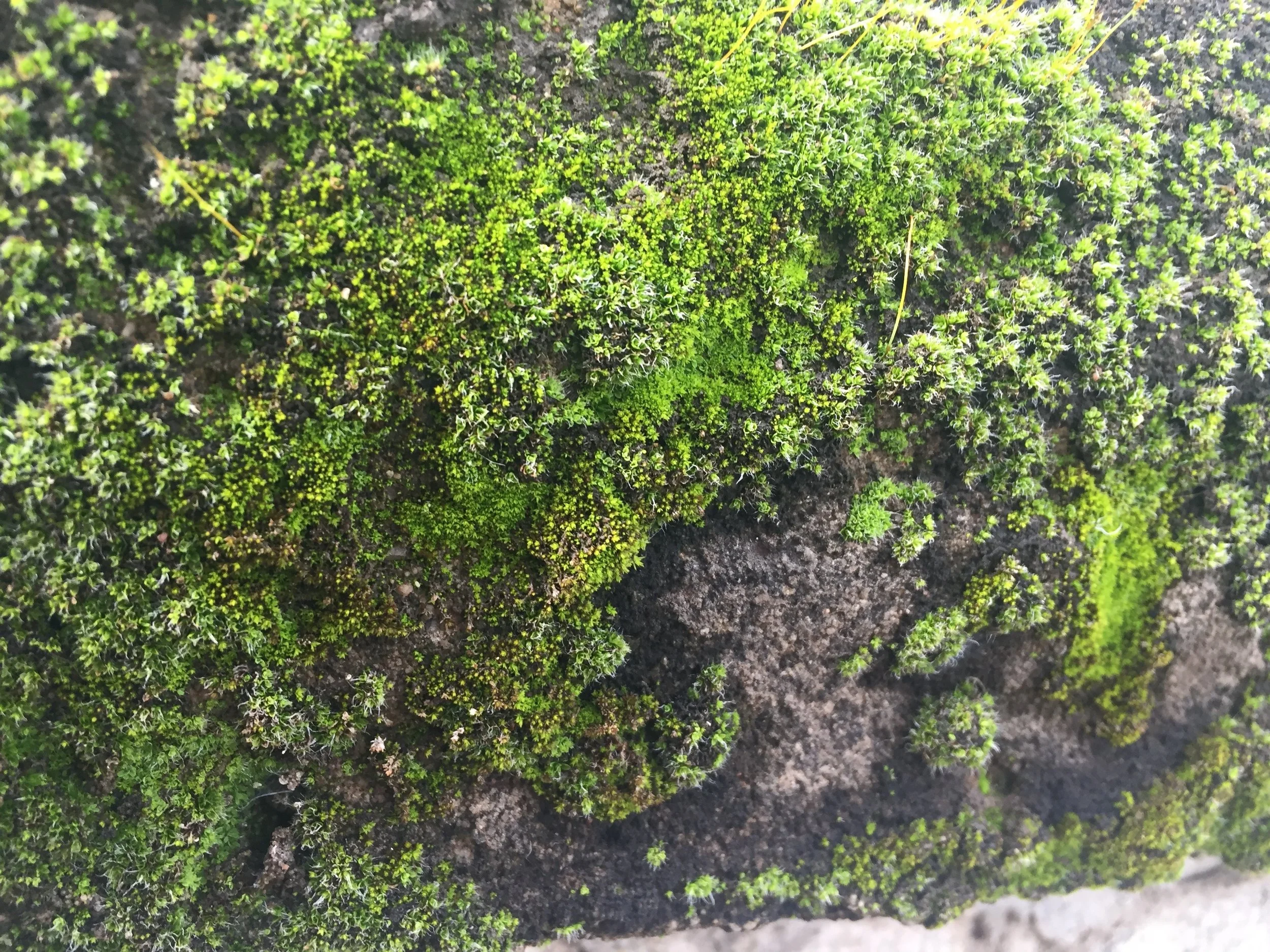 Mossy Rocks