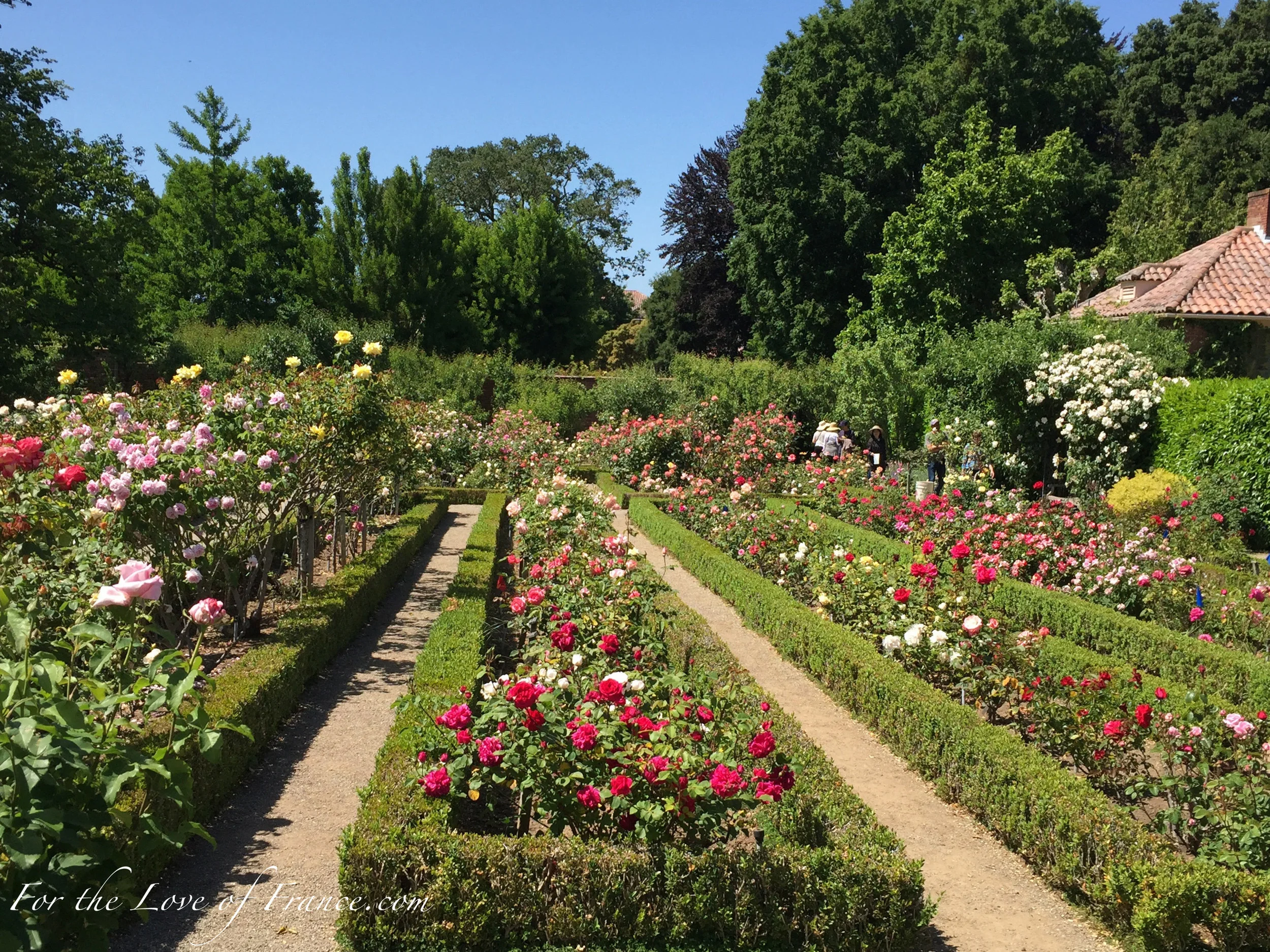Long view of rose bushes in boxwood parterres at Filoli Gardens