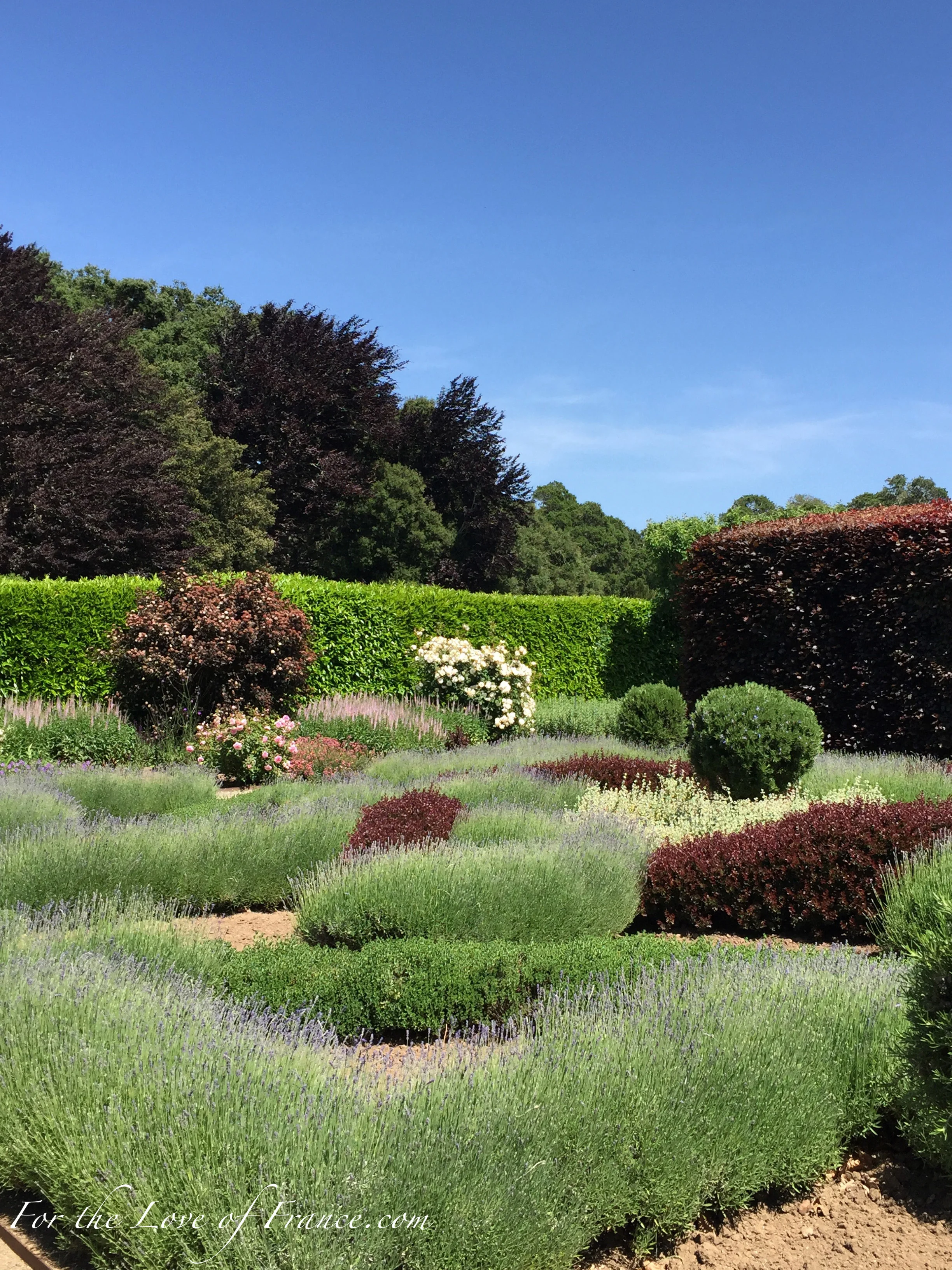Knot Garden with lavendar