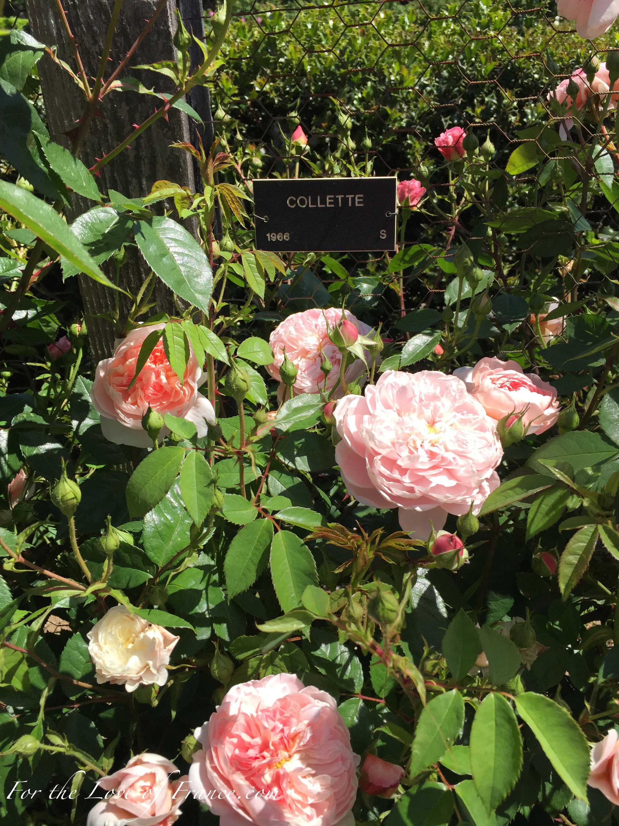 Soft peachy light pink rose tones of the Collette rose