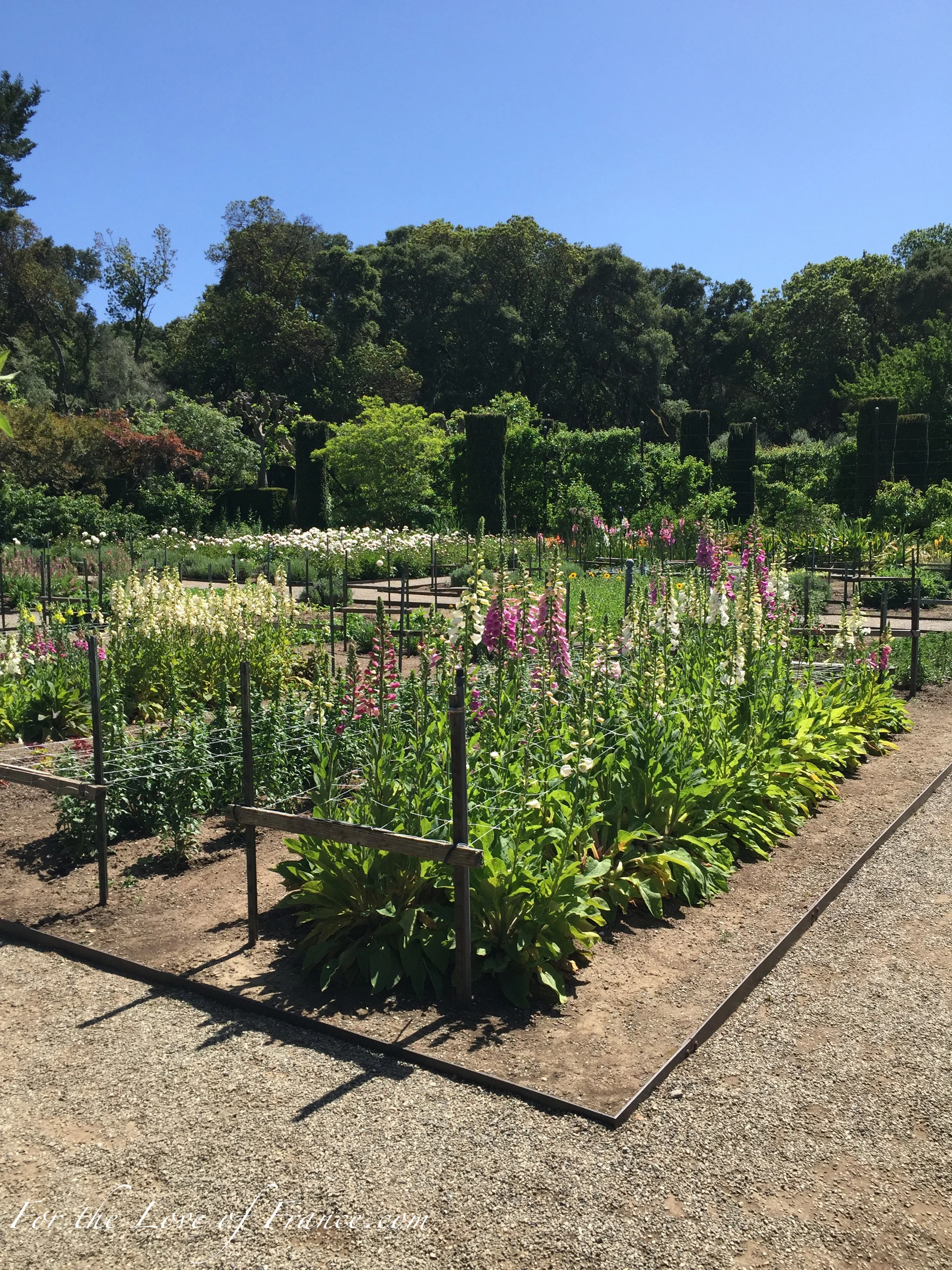 Foxgloves in a Cutting Garden