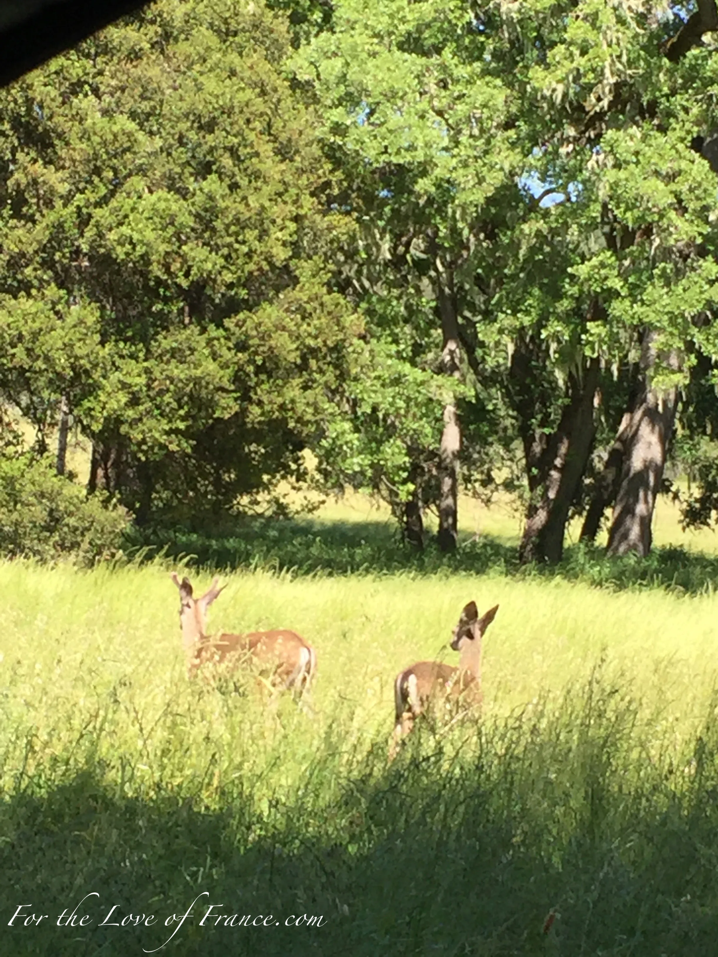 Young Deer in Field