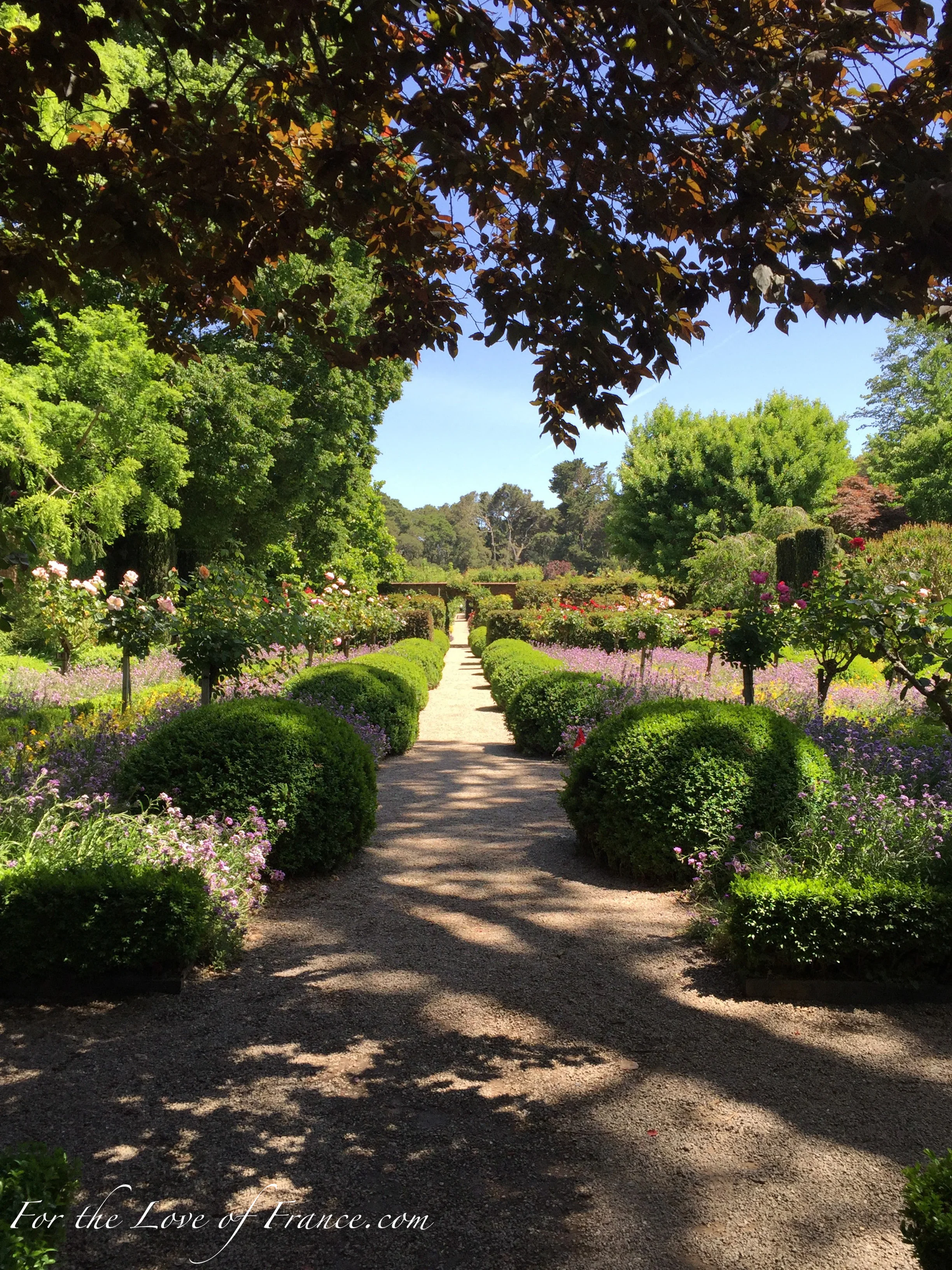 Long view boxwood hedge parterres and rose trees