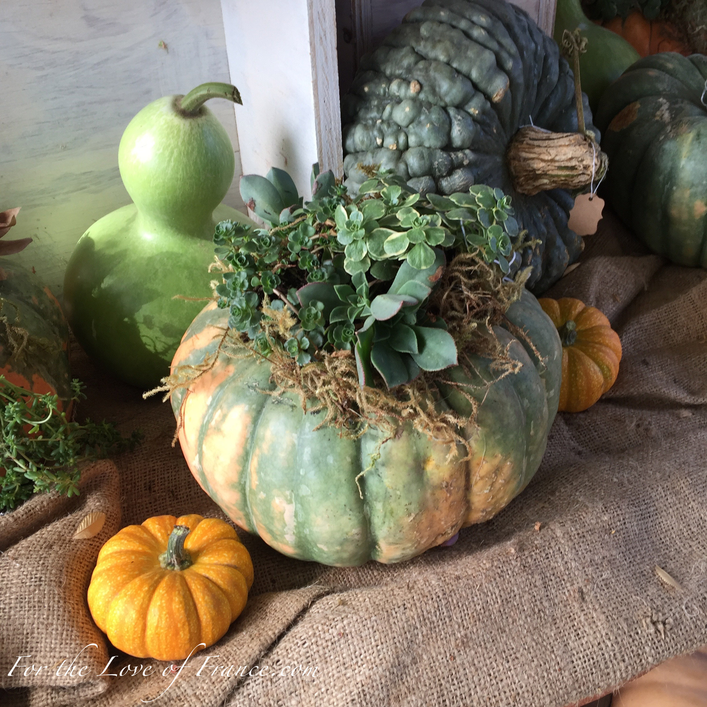 Green and ochre pumpkin planter, green gourds and tiny orange pumpkin