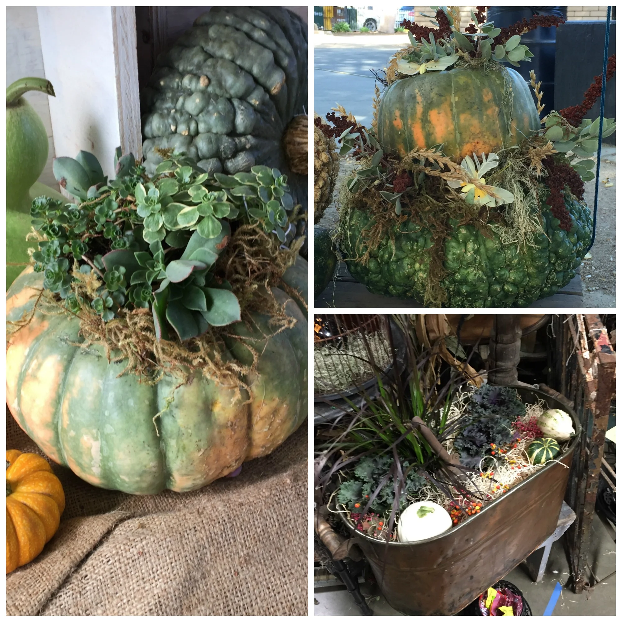 Pumpkin and succulent planters at the 3 speckled hens vintage show