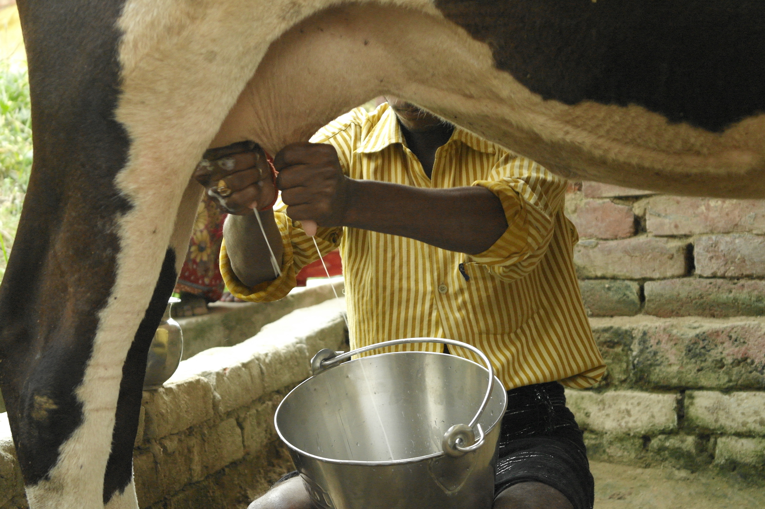Above: The son of a Samridhi employee milking a cow in front of the family home near Barabanki in Uttar Pradesh. (Image courtesy of Upaya Social Ventures)