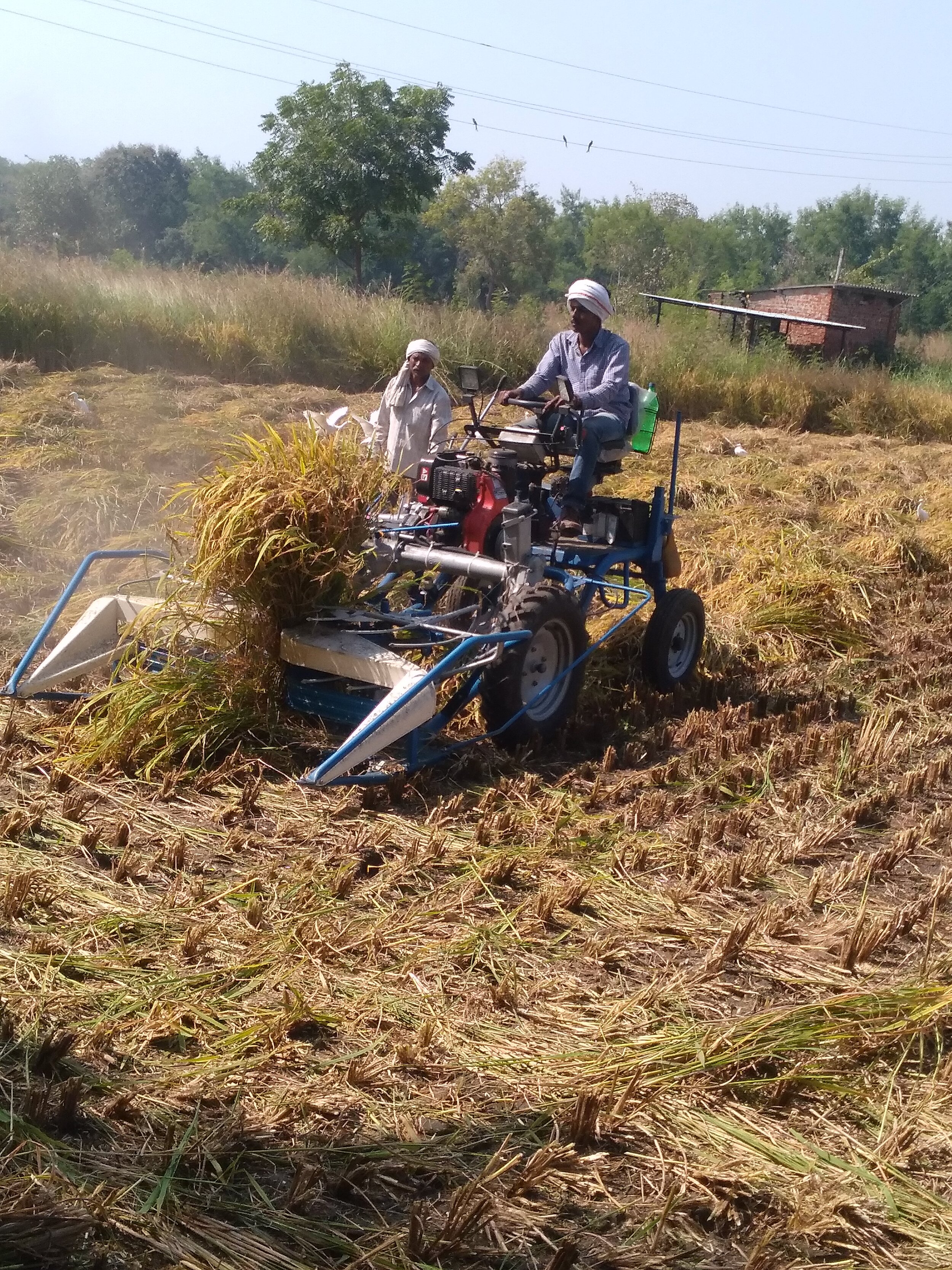 Paddy harvesting using Reaper Binder at Aanandwan 13112018 1.jpg