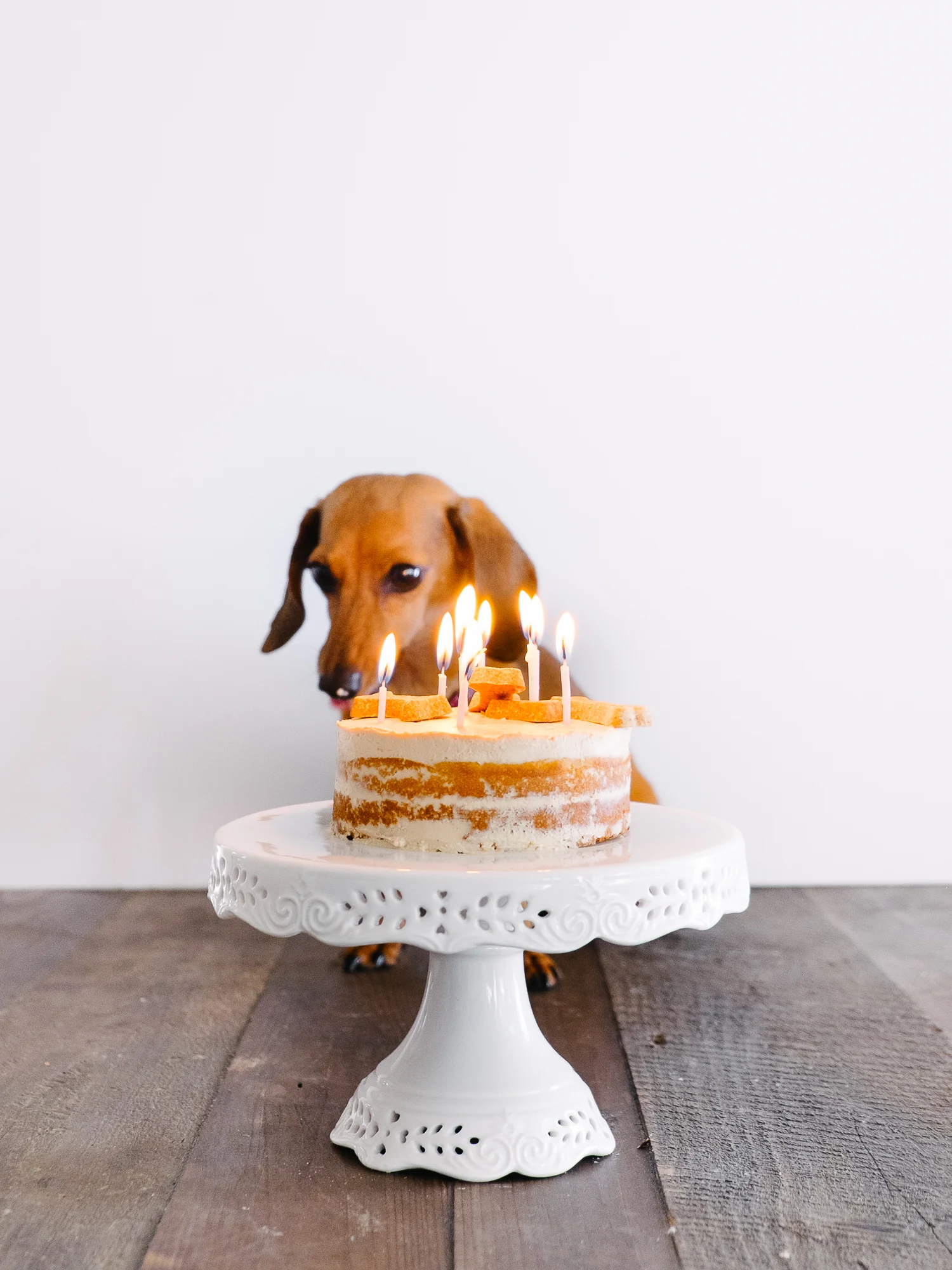 making a cake for a dog