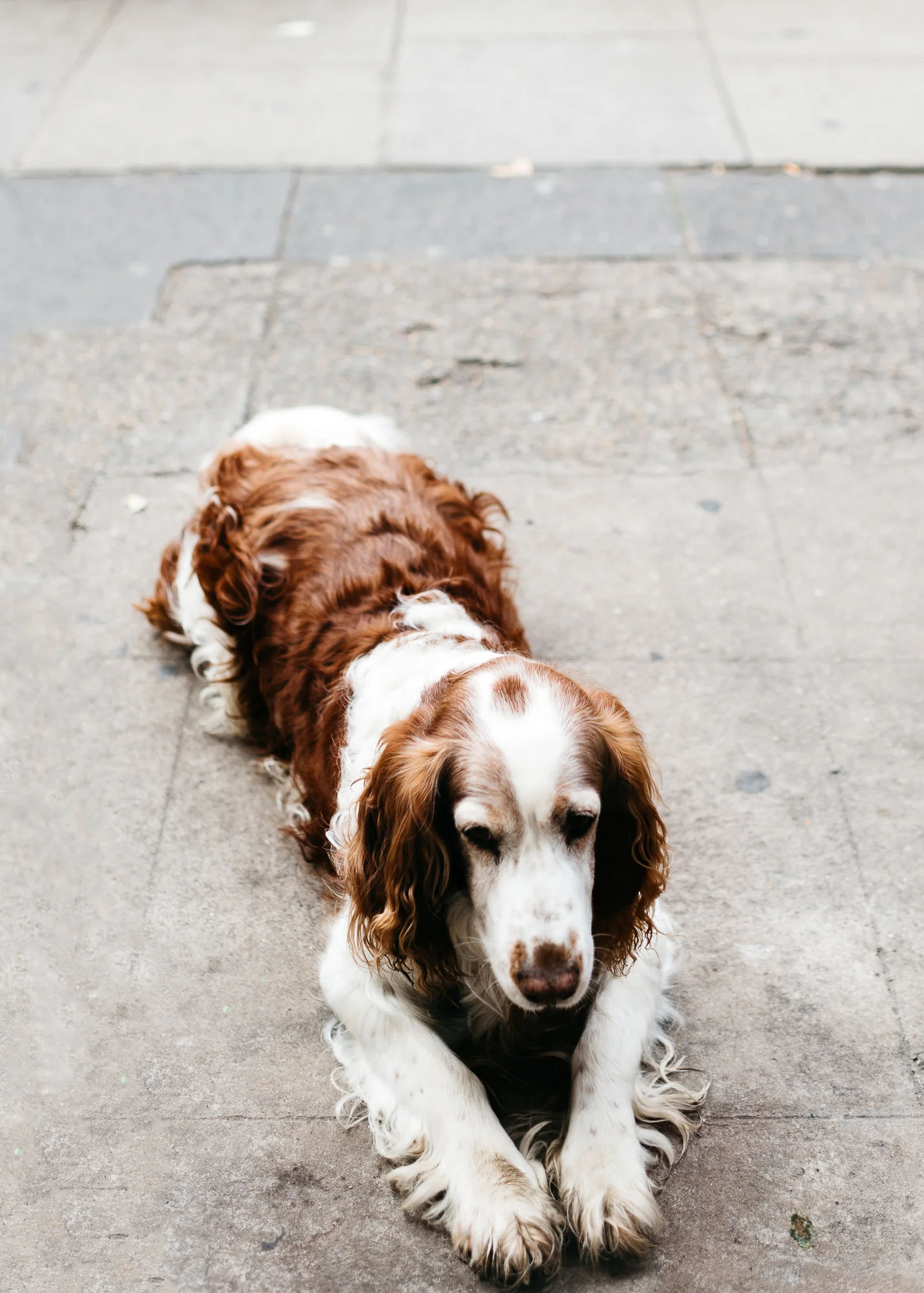 Sweet dog waiting patiently outside (and sometimes inside) Fabrique Bakery