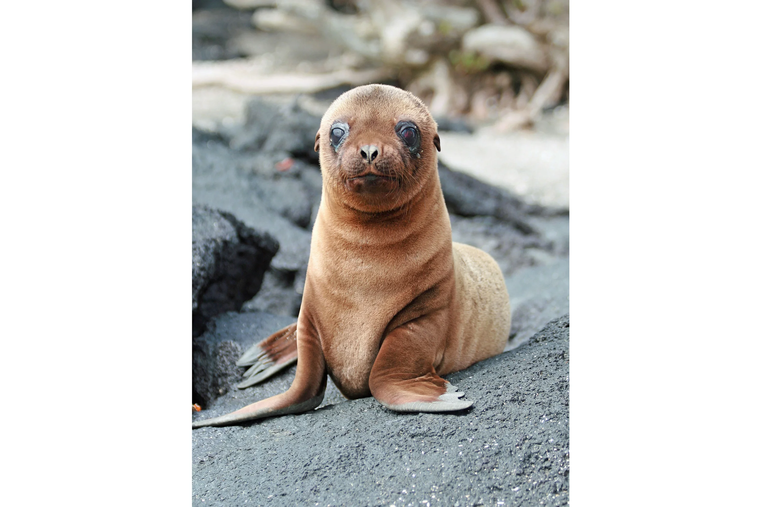 resize_sealpup.jpg