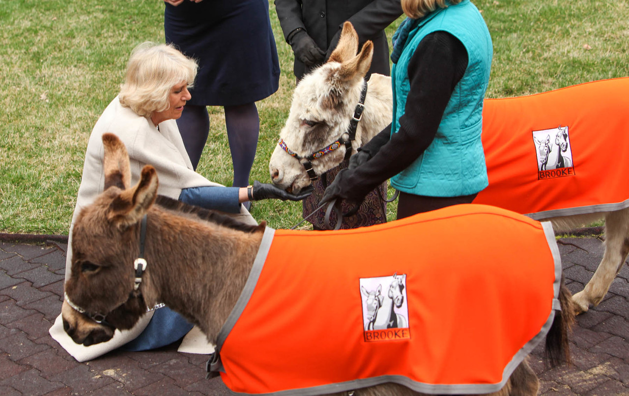 Upon arrival at Churchill Downs, Her Royal Highness The Duchess of Cornwall was greeted by two miniature donkeys representing Brooke USA’s programs to improve the welfare of working horses, donkeys and mules in the developing world. - Photographer, Jennifer Munson Photography.