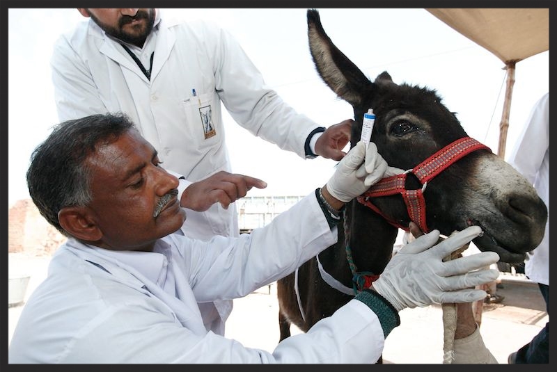 Brooke veterinarian in Pakistan is applying soothing medicine to a raw wound on a donkey's mouth, caused by a harsh bit.