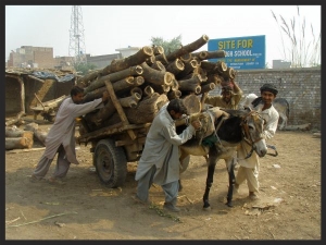 Equines haul most of the building materials in the developing world, like this donkey who is hauling timber in Pakistan. www.BrookeUSA.org