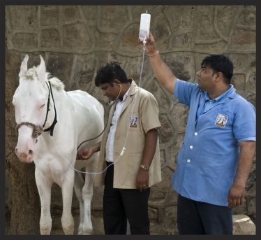 A Brooke veterinarian and assistant in India treat a working horse for colic.
