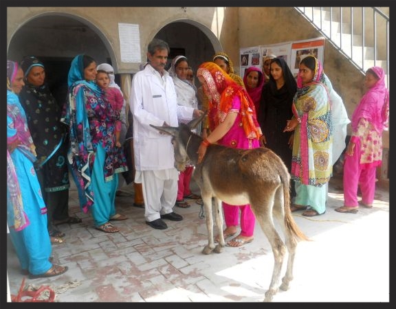A Brooke veterinary assistant teaches a hands-on demonstration of equine welfare to a group of Lady Livestock Workers in Pakistan.