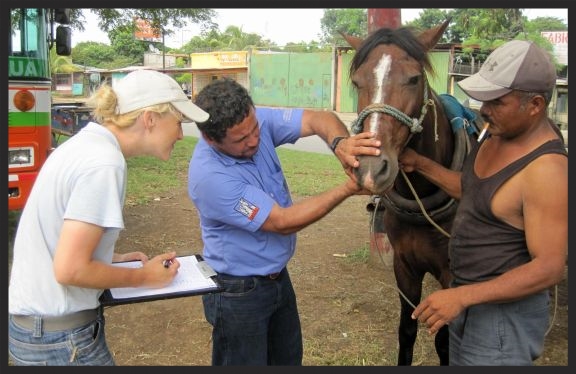Ashleigh Brown, Welfare Advisor for the Brooke, conducts a welfare assessment on a horse in Nicaragua. 