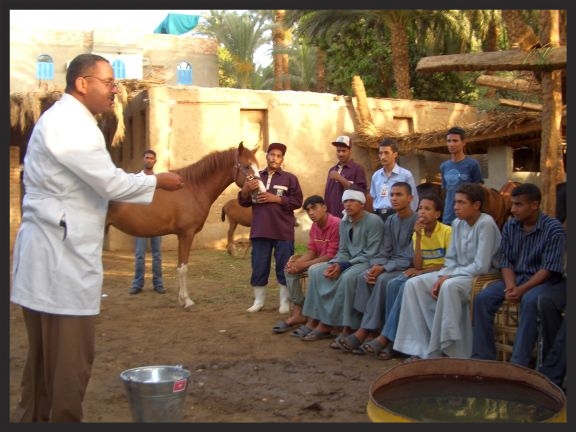 A Brooke veterinarian in Egypt conducts a community awareness session on equine welfare.
