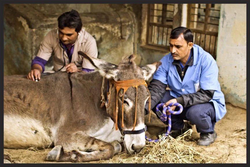 This is Reema. While grazing in a forest in Meerut , India, she escaped from her tether and was missing for three days. Her owner was panicked when she was found in a swamp, unable to stand. Worried that Reema’s condition would get worse, he immediately called the Brooke emergency number. The Brooke team, led by Dr Rajen, gave Reema a full examination and found that she was paralyzed in her back legs and suffering from pneumonia and stress. Dr Rajen treated Reema with painkillers and medication to fight the partial paralysis. She was then placed on a drip to give her back her strength. Dr Rajen then spoke with her owner and explained that he would need to wrap Reema in a warm cloth to help her recover. Dr Rajen also prescribed a mild antibiotic and vitamin and mineral meal supplements. Brooke staff kept in contact and Reema recovered well. Her owner was delighted at her progress, and said: “When I saw her in the swamp I had little hope, but I am really impressed with the skill of the Brooke team and I thank them for saving my donkey.”