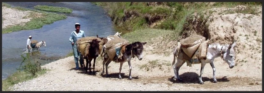 Sand extraction by donkeys from a river in Pakistan