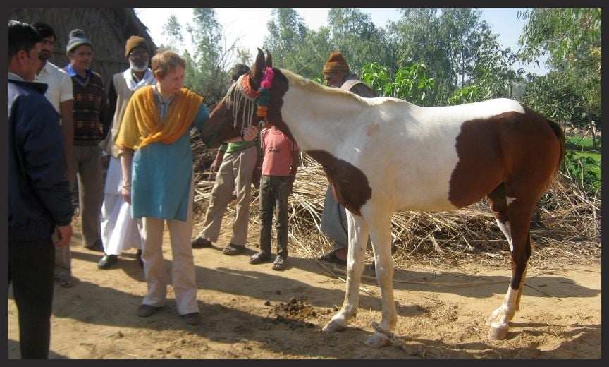 Karen Reed, Head of Animal Welfare and Research for the Brooke, meets a horse in one of the Brooke-engaged communities in India