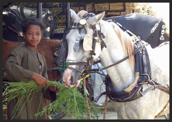 We encourage owners to carry water and fodder with them so their equine working partners can have a drink and a meal during busy work days.