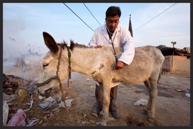 A Brooke veterinarian examines a donkey who lives and works in a slum in Pakistan.
