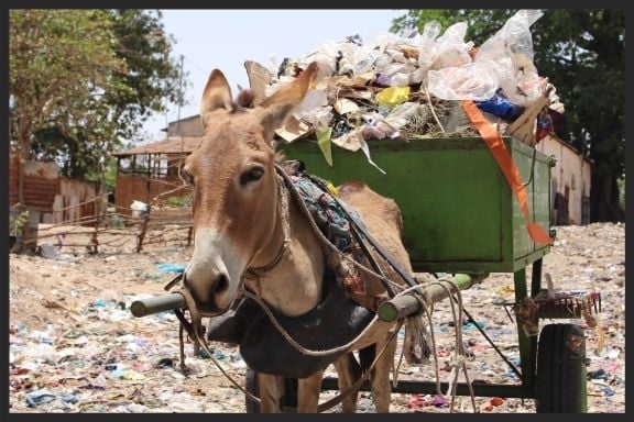 This donkey in Senegal lives and works in a garbage dump and recycling center.