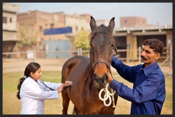 A Brooke veterinarian examines a working horse in Lahore, Pakistan