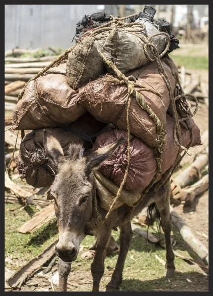 Overloaded and struggling donkey carrying goods to Hosanna grain market in Ethiopia