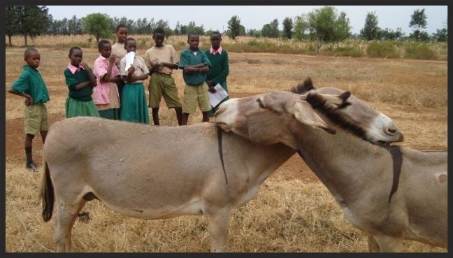 The Donkey Care Club for school children in Kenya is facilitated by the Brooke. It teaches children how to respect and care for the animals their families depend on. Here they are observing donkey behaviour as part of their studies.