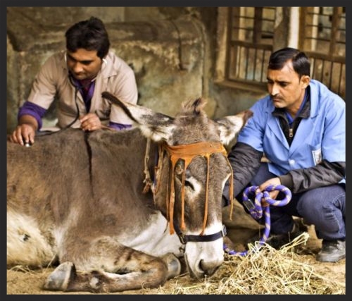 A very sick donkey in India is being examined by a Brooke veterinarian. While she recuperates, her owner will learn important animal husbandry skills to make her life better in the future.
