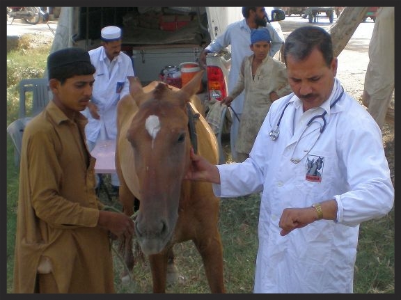 A Brooke mobile veterinarian treats a horse who collapsed from heat stress and dehydration while working on a street. Thanks to donors, our mobile veterinary unit was there to bring down the horse's fever, give him fluids, and instruct the owner in ways to prevent this from recurring.
