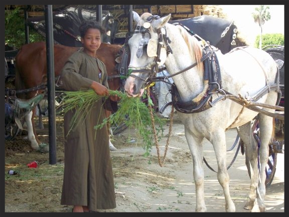 A boy who owns a taxi horse in the Middle East has learned the importance of bringing food and water with him on the route for his horse during the work day, thanks to Brooke donors.
