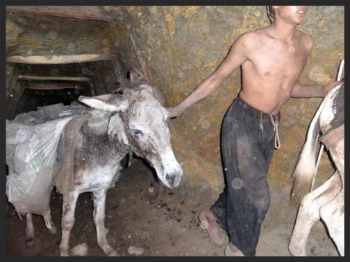 Coal mines are miserable environments for the animals and people who work side-by-side to earn a meagre living.