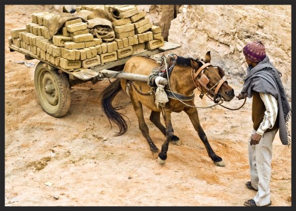 A horse working in a brick kiln struggles to move his overloaded cart